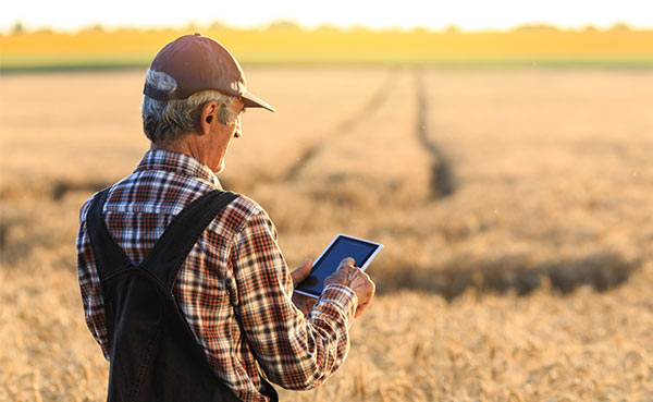 A farmer reviewing notifications from Bell's asset tracking solution that help yield and maintain crop quality.